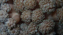 Image of Asterospicularia randalli Gawel 1976