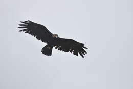 Image of Black Eagle