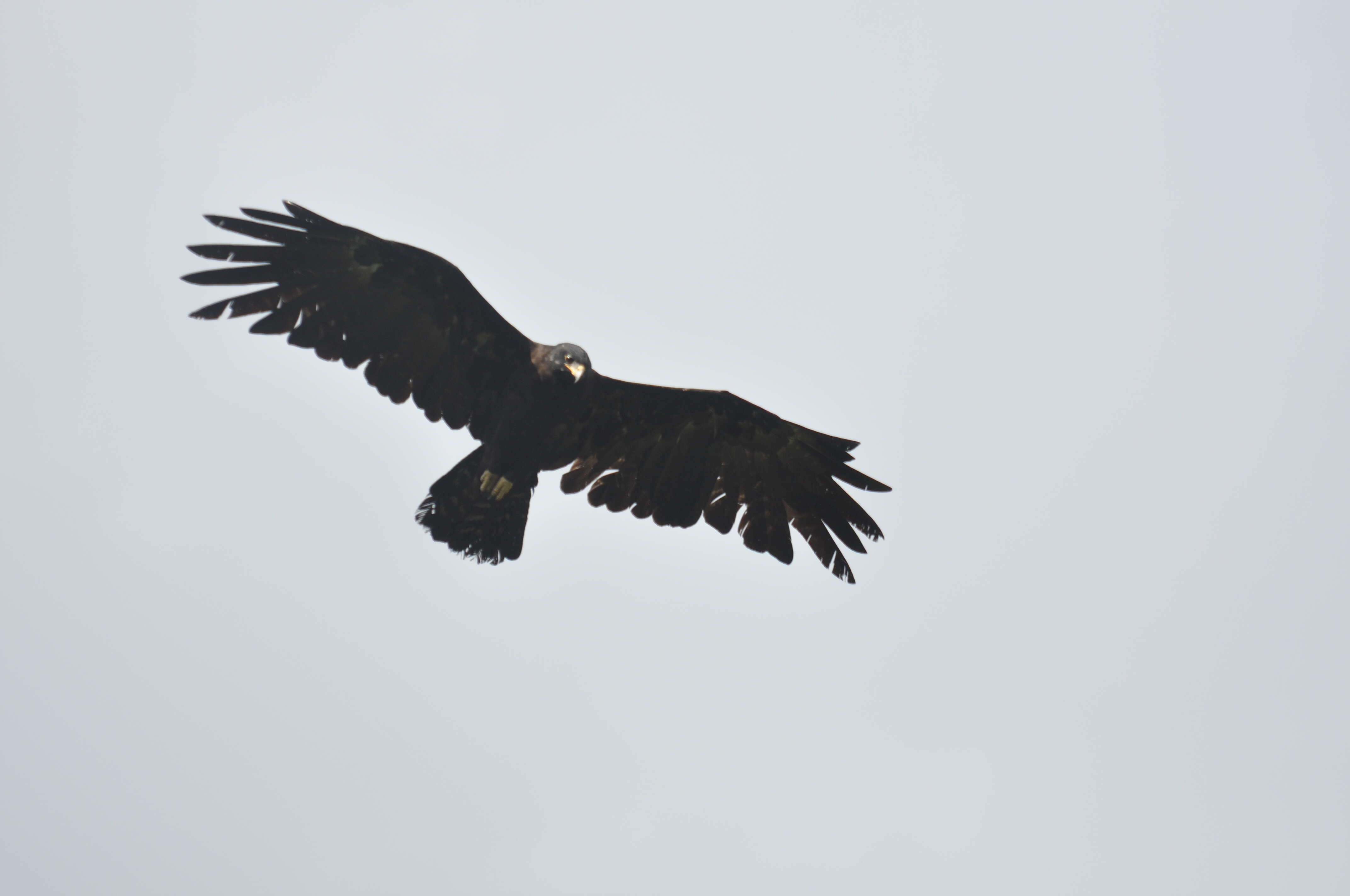 Image of Black Eagle