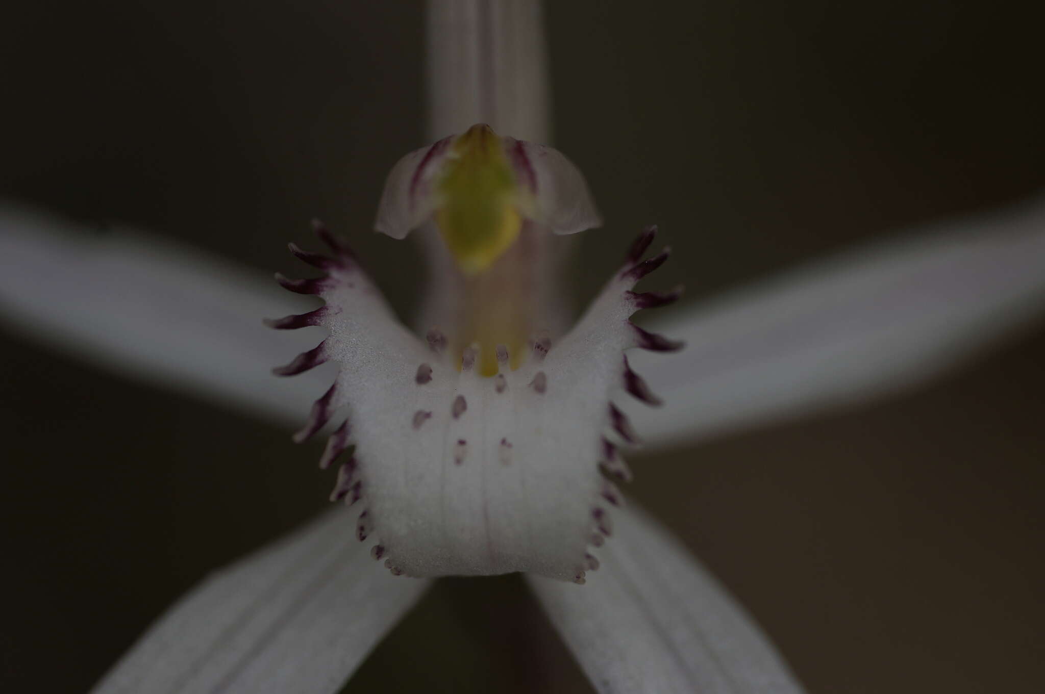 Imagem de Caladenia saggicola D. L. Jones