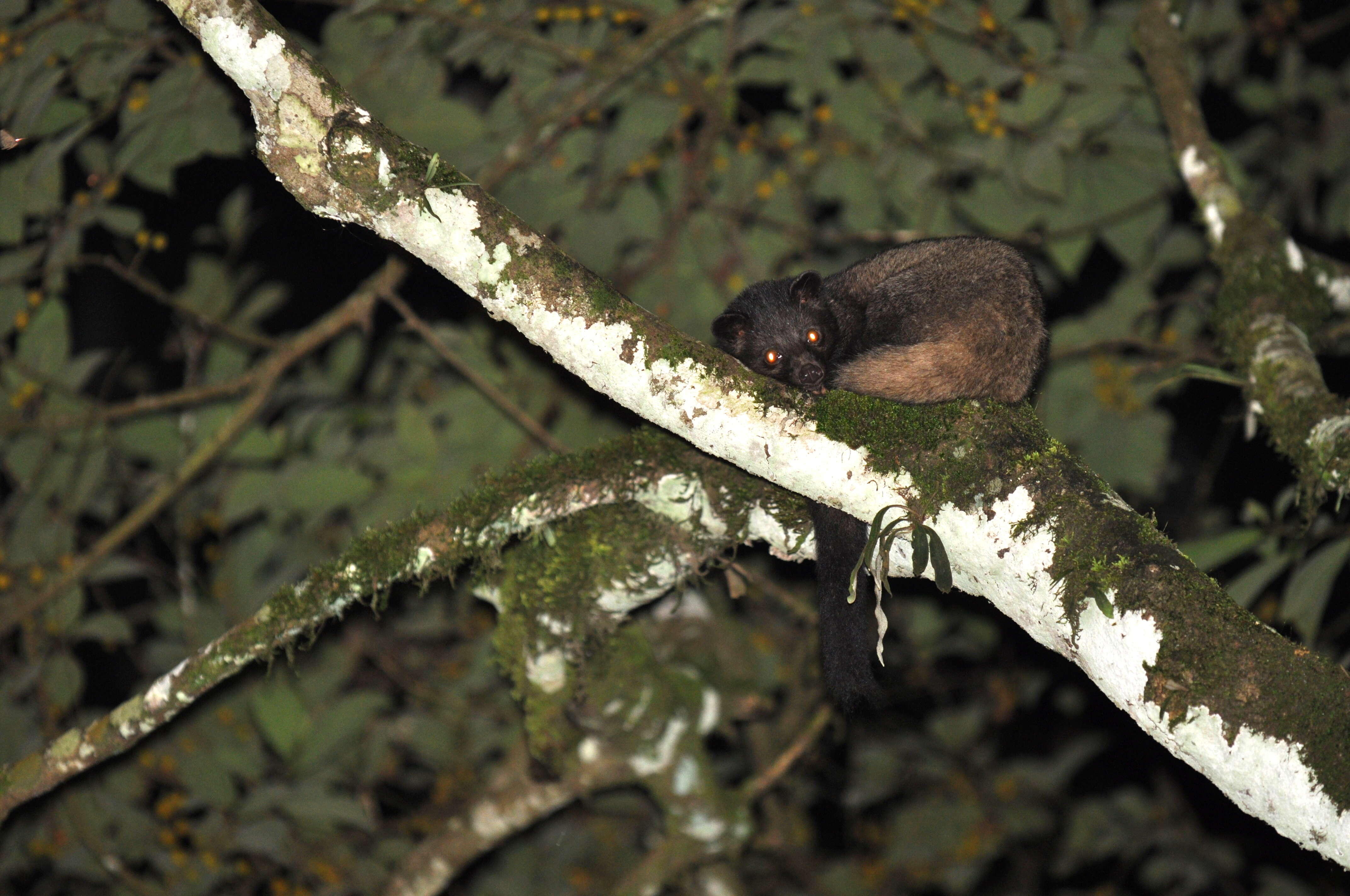 Image of Brown Palm Civet