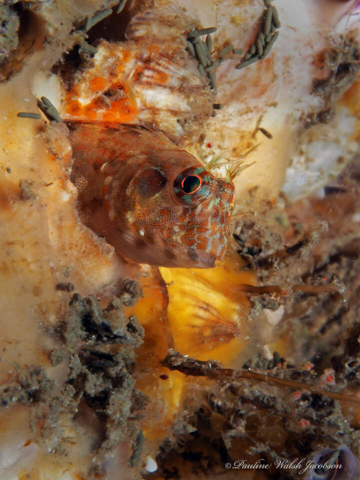 Image of Oyster blenny