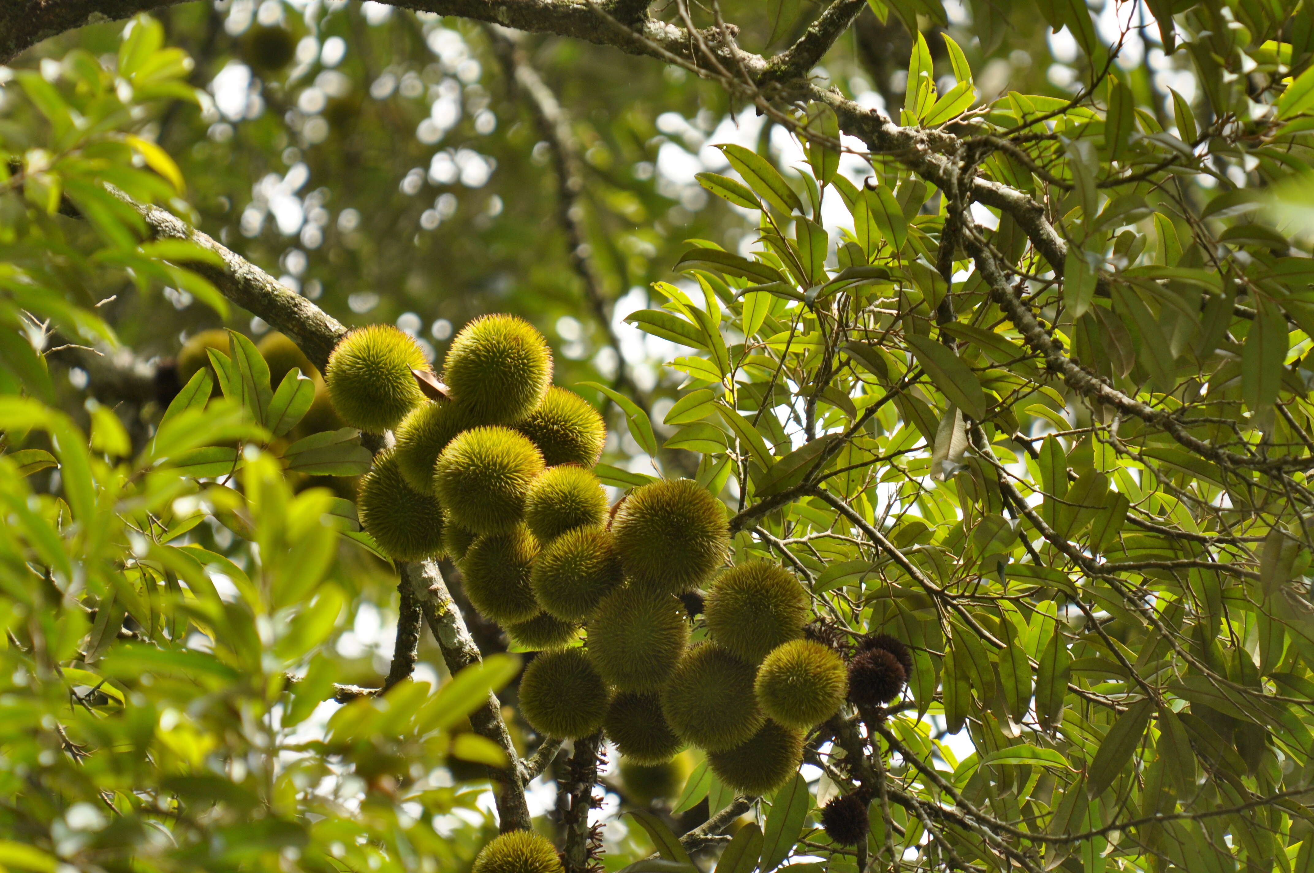 Imagem de Cullenia exarillata A. Robyns