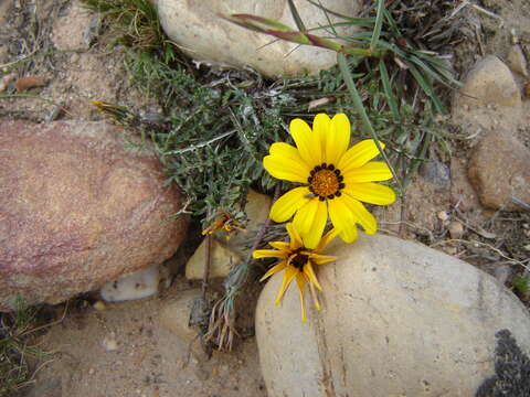 Image of Common gazania