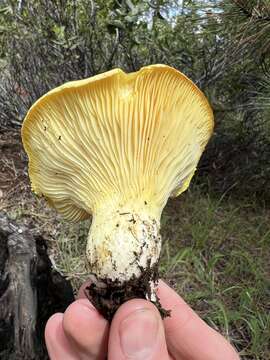 Image of Cantharocybe