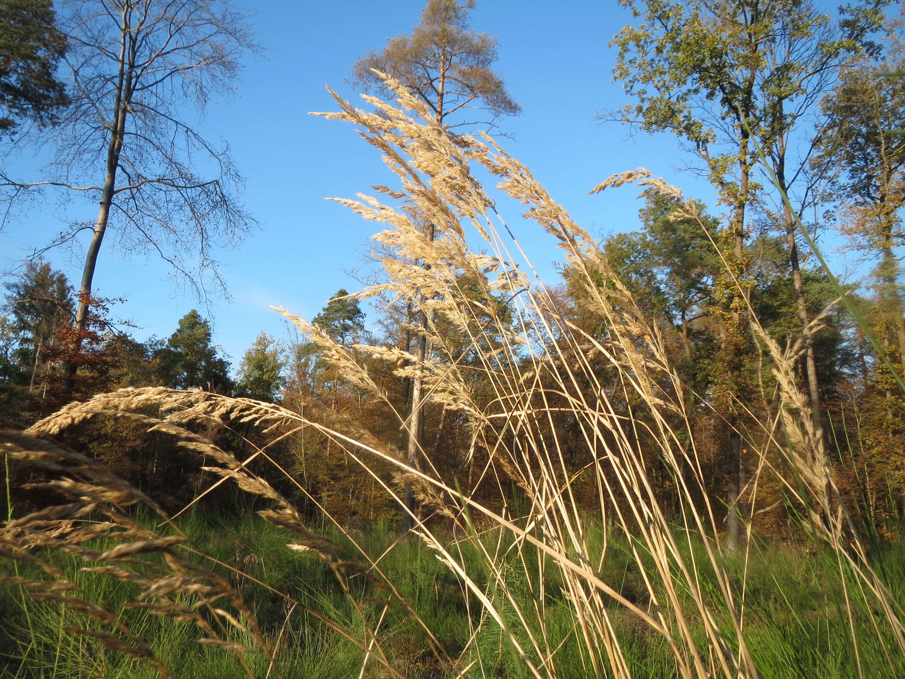 Imagem de Calamagrostis epigejos (L.) Roth