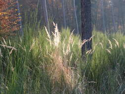 Imagem de Calamagrostis epigejos (L.) Roth