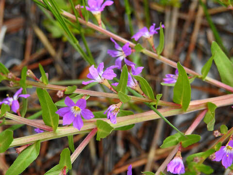 Image of False Grass-poly