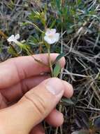 Mecardonia acuminata (Walt.) Small resmi