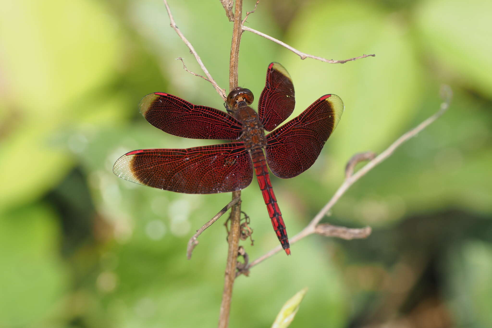 Image of Neurothemis taiwanensis Seehausen & Dow 2016