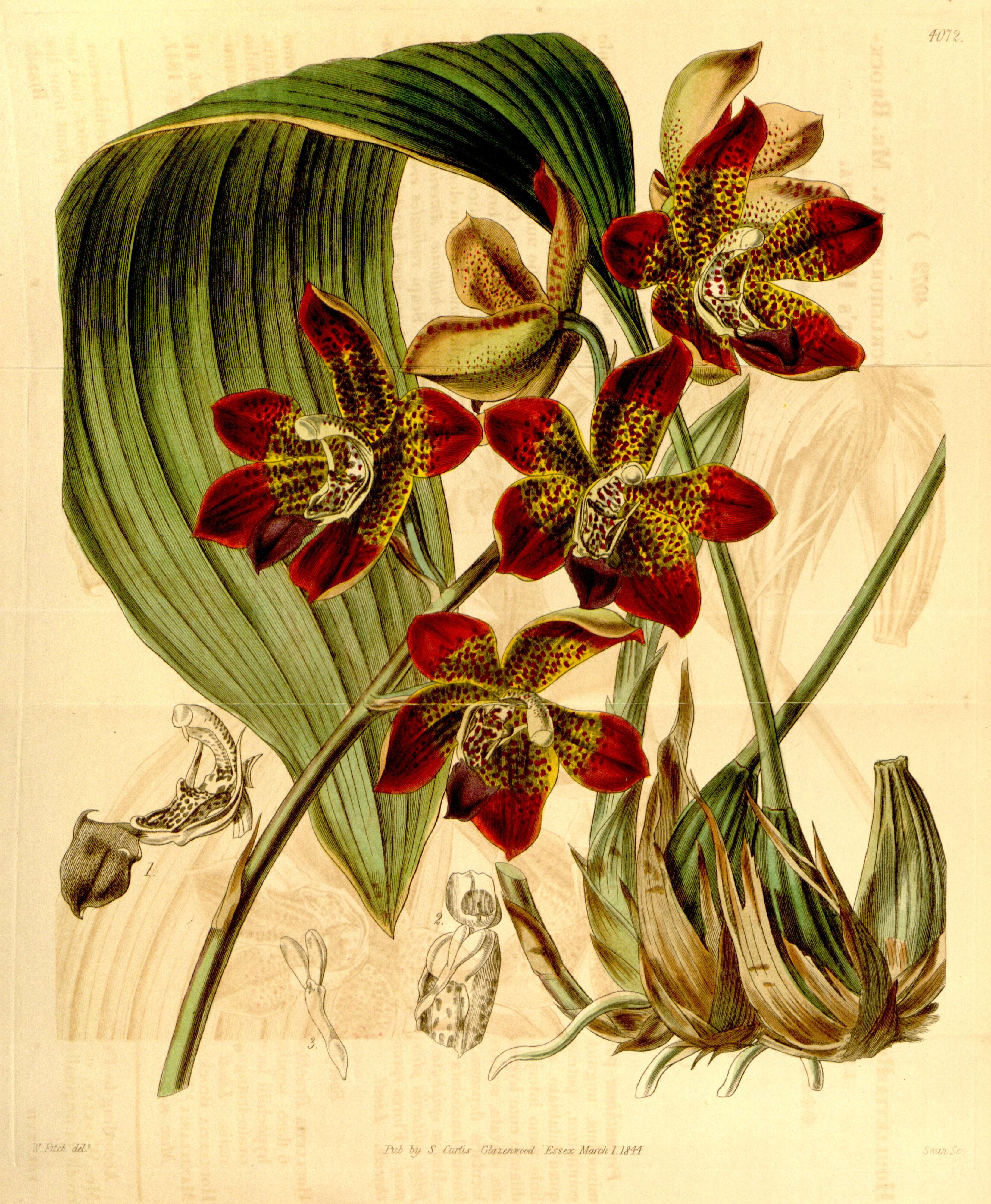 Image of Houlletia brocklehurstiana Lindl.
