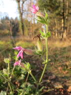 صورة Silene dioica (L.) Clairv.