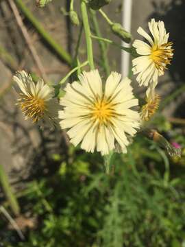 Sivun Lactuca indica L. kuva