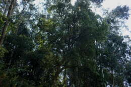 Image of Cork Oak