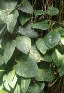 Cissus verticillata (L.) Nicolson & C. E. Jarvis resmi