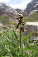 Image of Fritillaria sewerzowii Regel