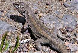 Image of Elongate Tree Iguana