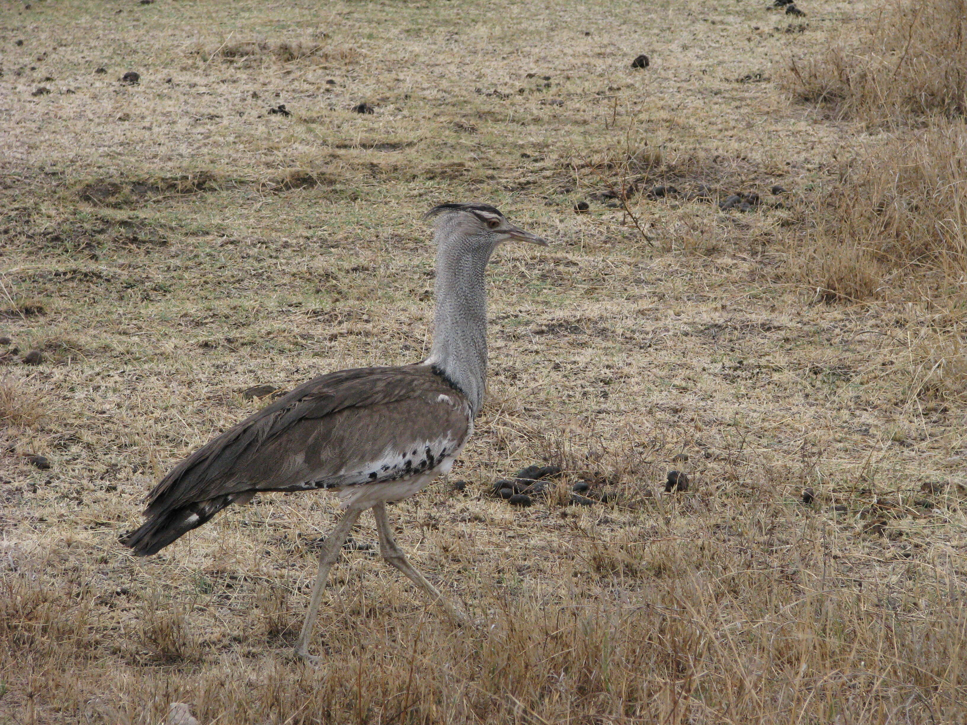 Image of Kori Bustard