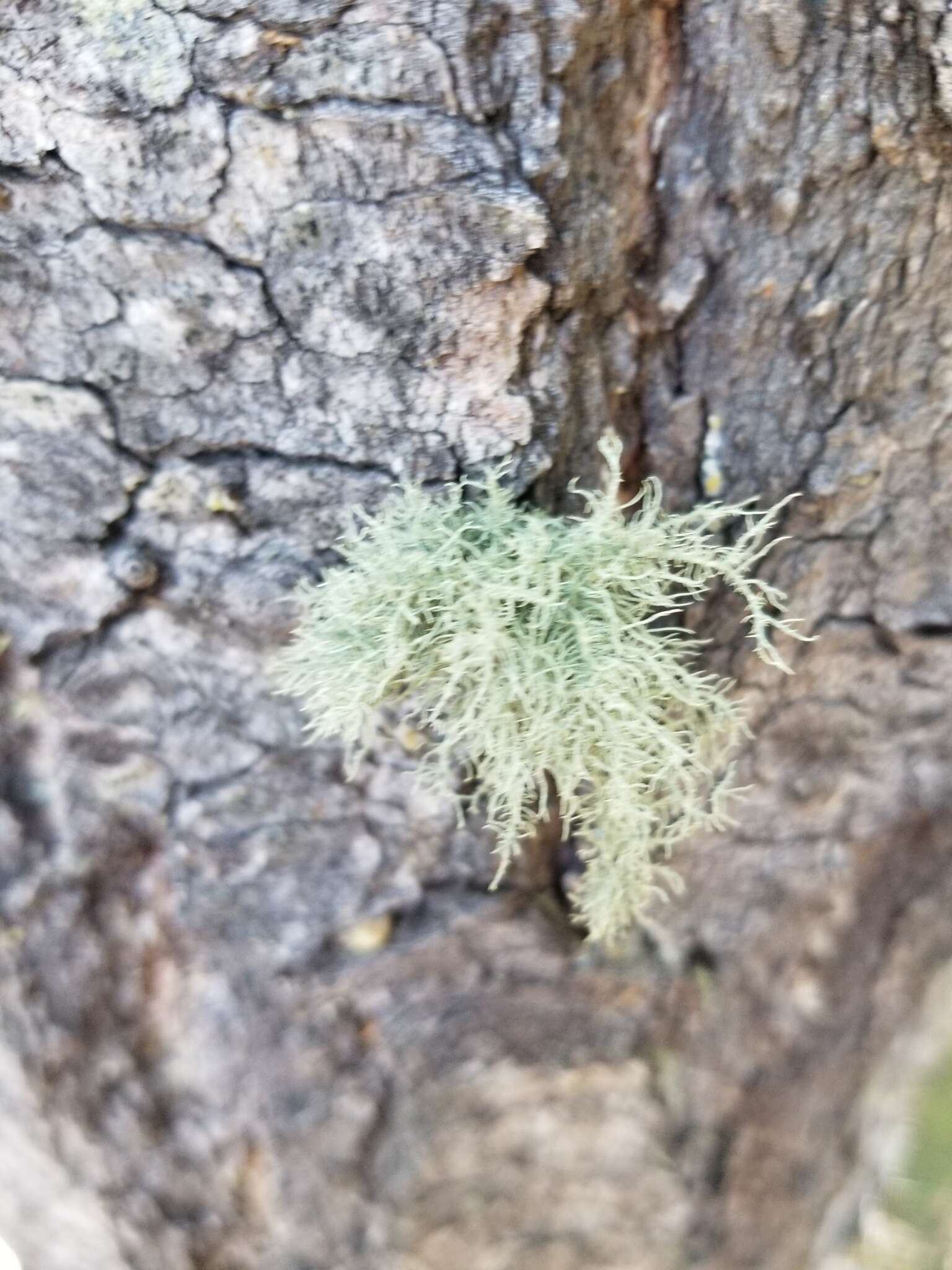 Image of Beard lichen