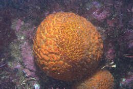 Image of golf ball sponge