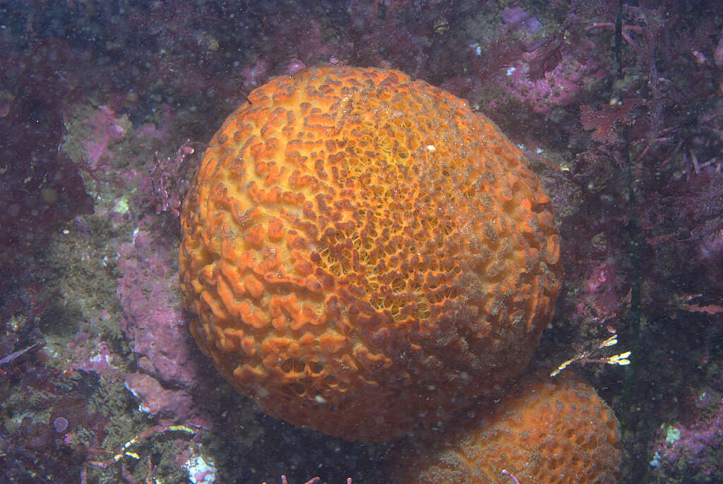 Image of golf ball sponge