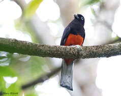 Image of Baird's Trogon