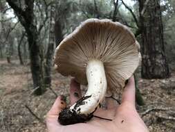 Слика од Lactarius californiensis Hesler & A. H. Sm. 1979