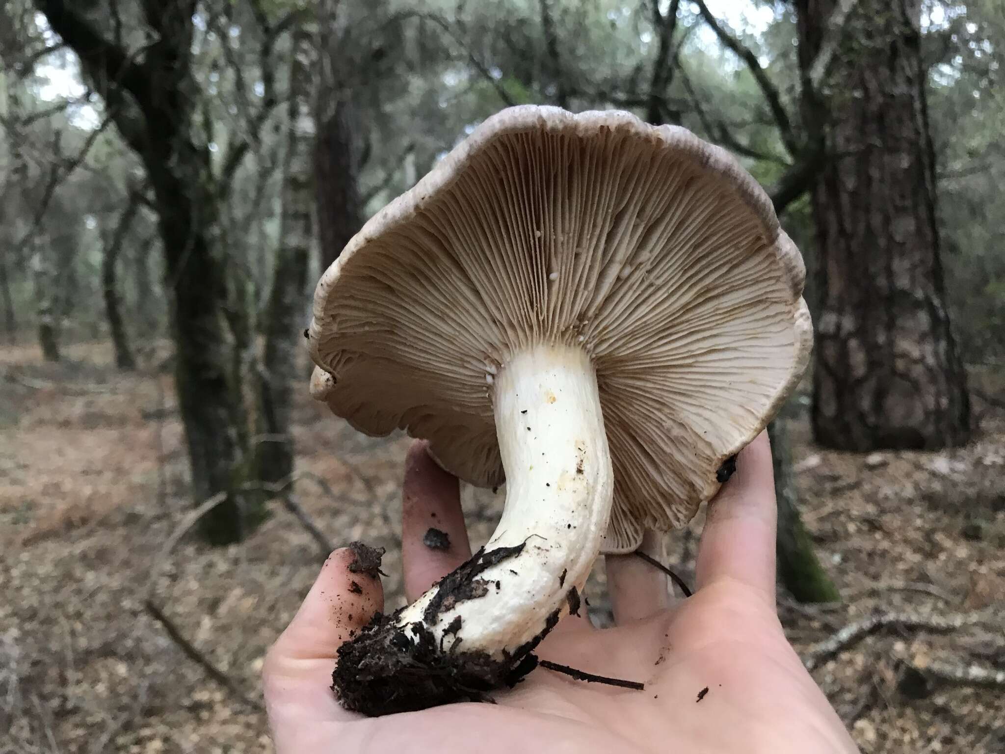 Слика од Lactarius californiensis Hesler & A. H. Sm. 1979