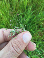 Image of little quakinggrass