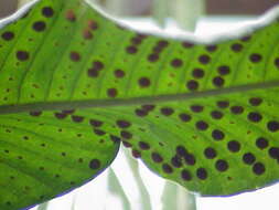 Image of graceful fern