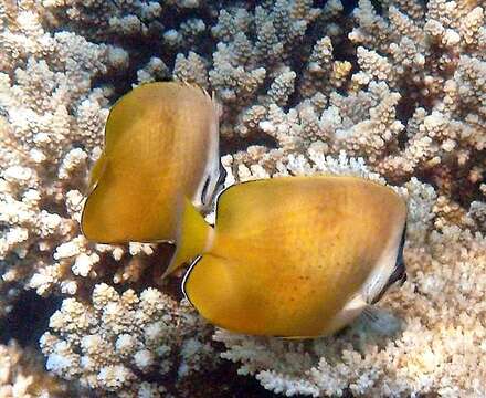 Image of Blacklip Butterflyfish