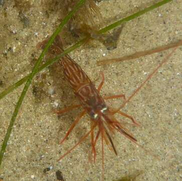 Image of red rock shrimp