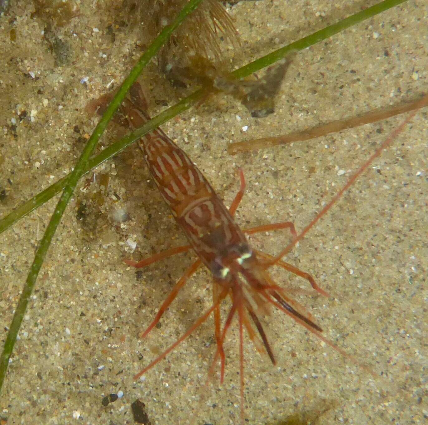 Sivun Lysmata californica (Stimpson 1866) kuva