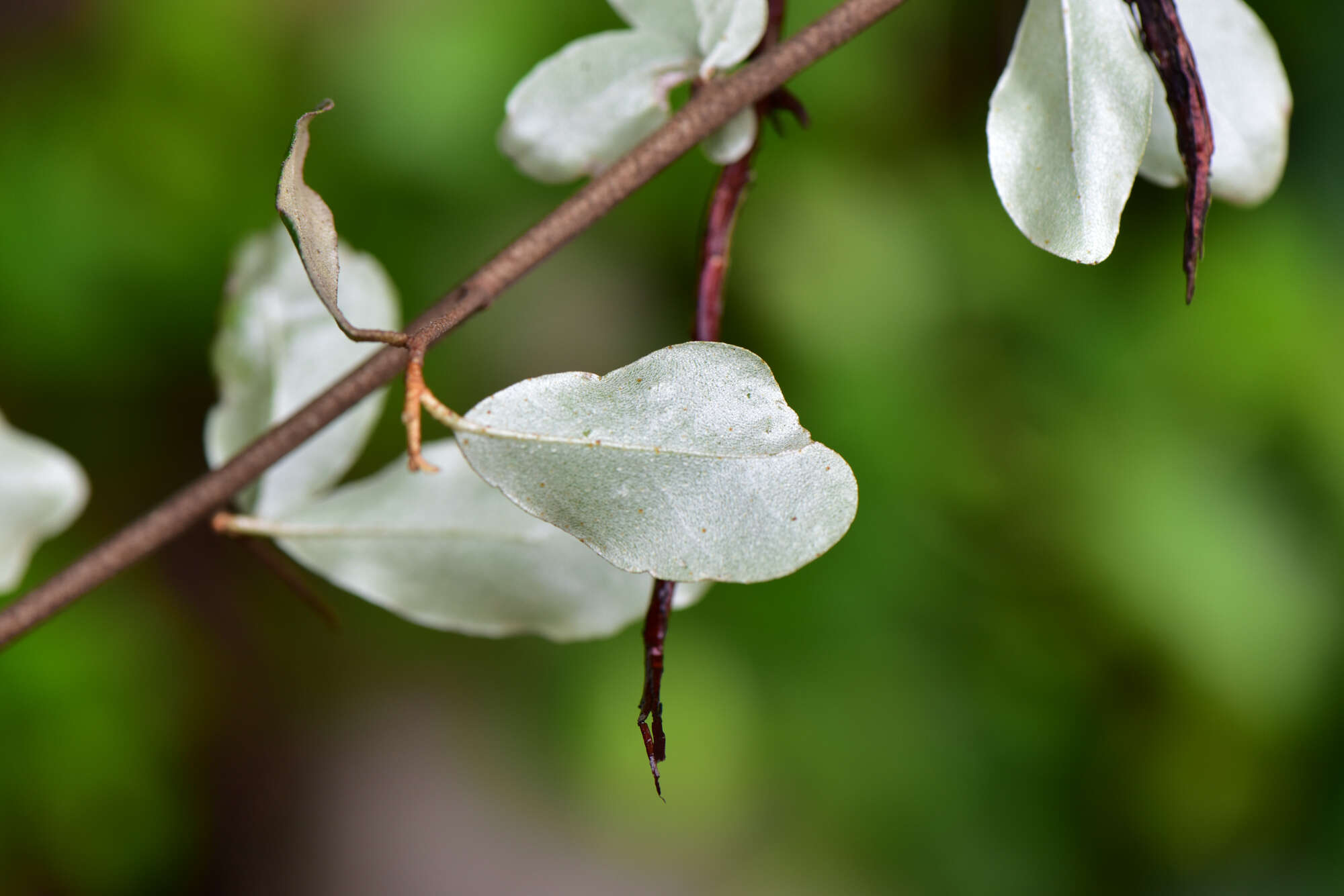 Image of Elaeagnus oldhamii Maxim.