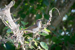 Image of Black-billed Cuckoo