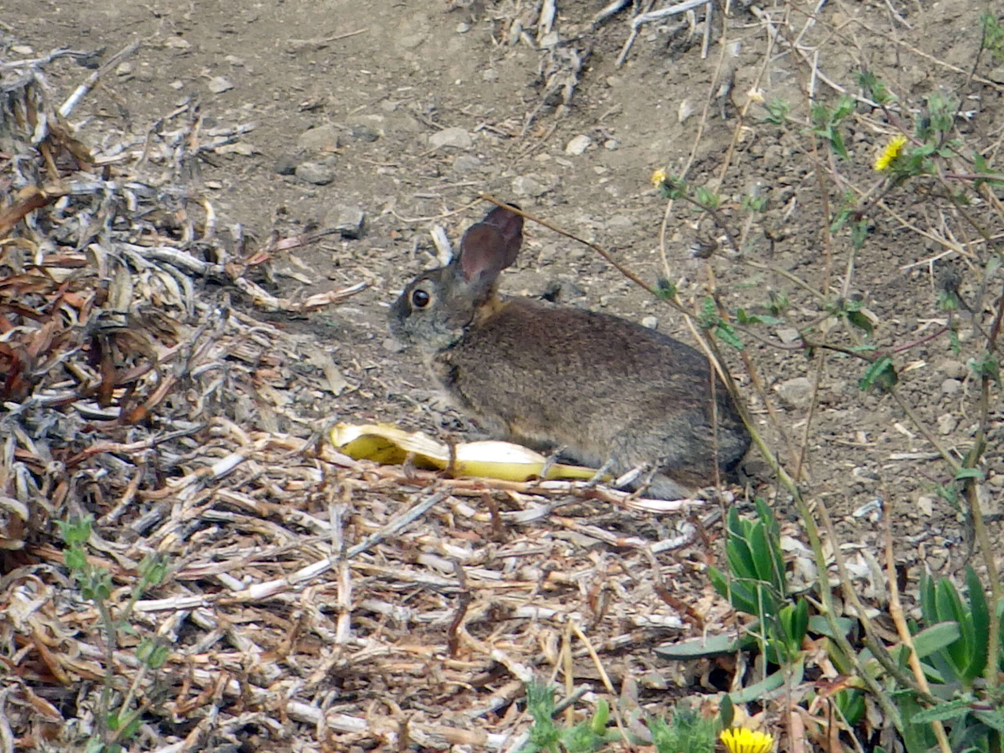 Image of Brush Rabbit