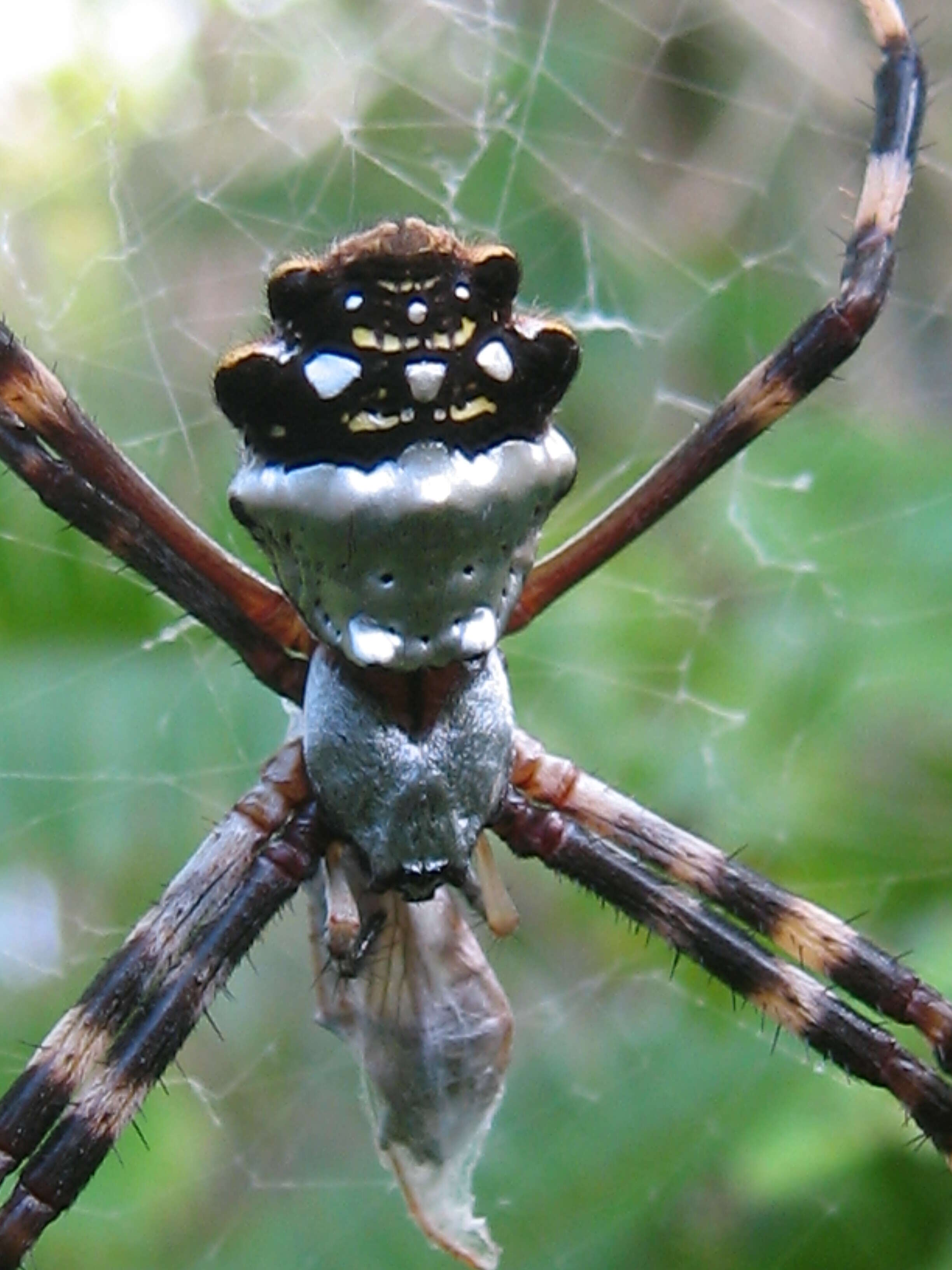 Image of Silver Argiope