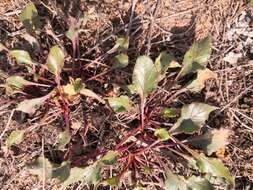 Image of common beet