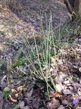 Image of Common Scouring-Rush