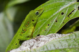 Image of Leopard Anole