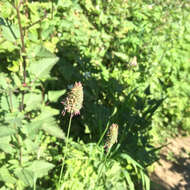 Image of California canarygrass