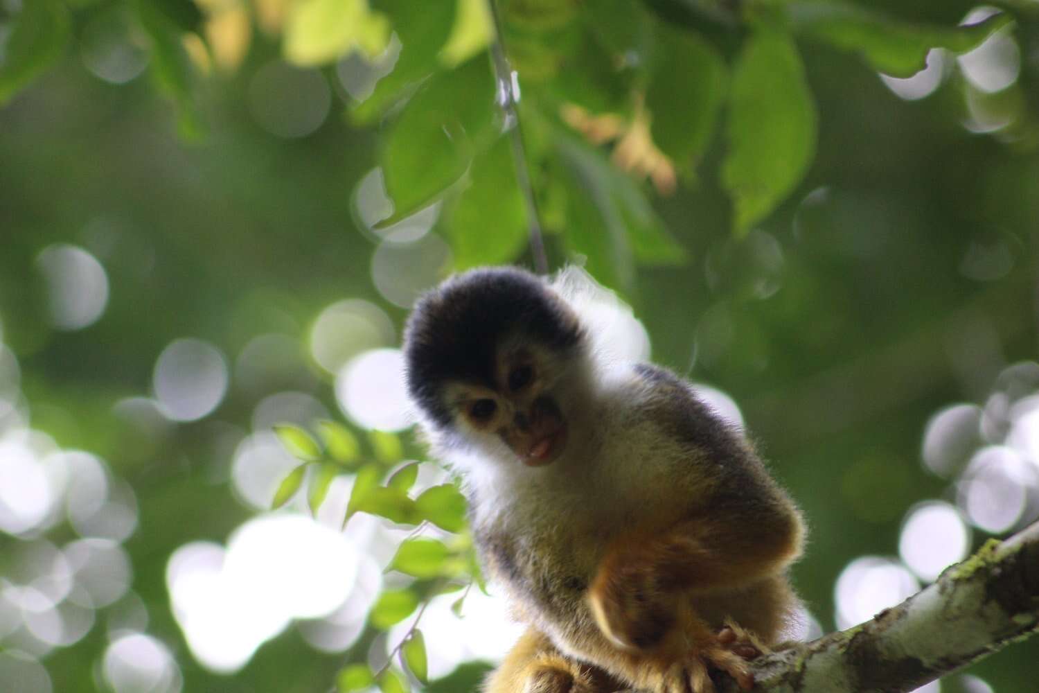 Image of Black-crowned Central American Squirrel Monkey