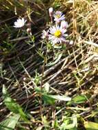 Image of sea aster