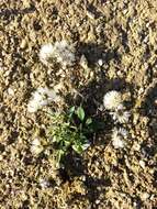 Image of sea aster