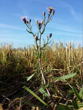 Image of sea aster