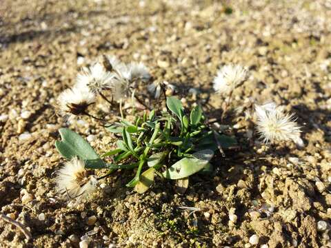 Image of sea aster