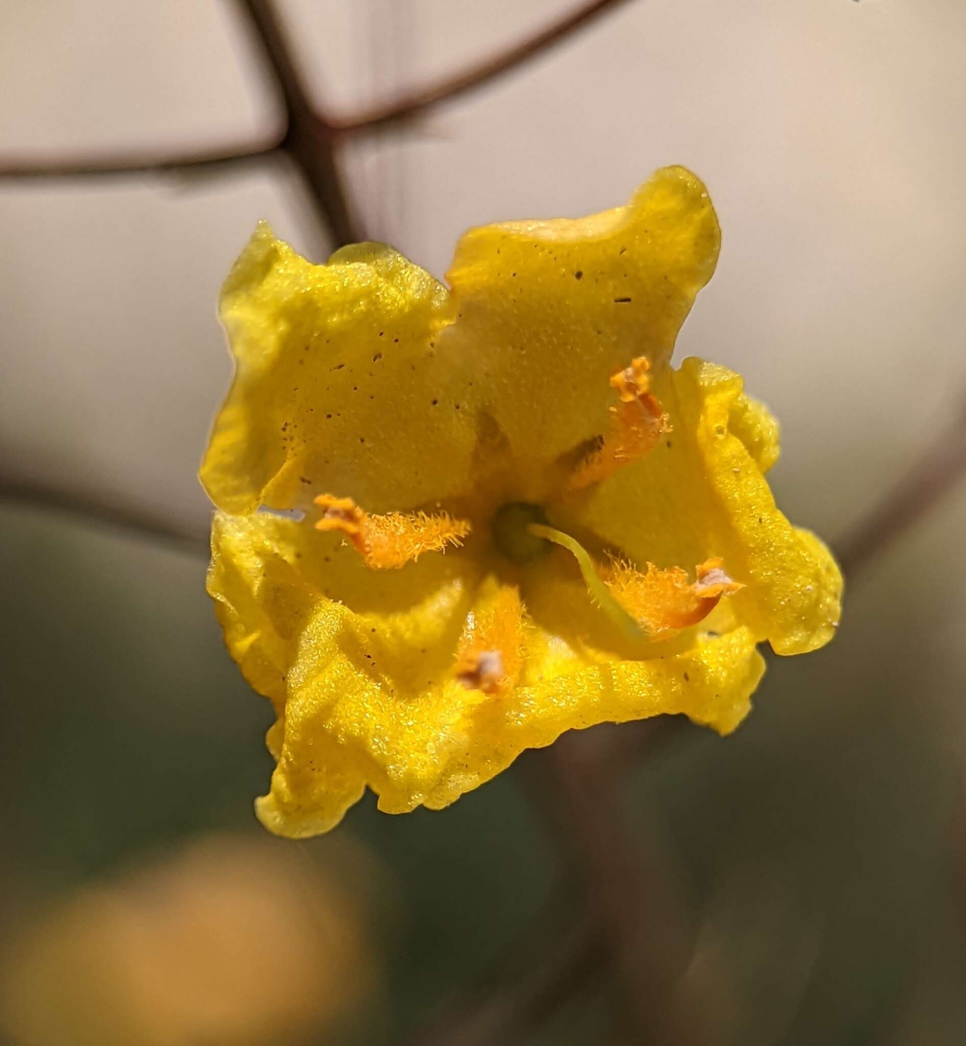 Image of Verbascum pyroliforme subsp. dudleyanum (Hub.-Mor.) Karavel. & Aytaç