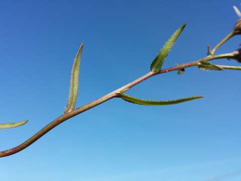 Image of sea aster