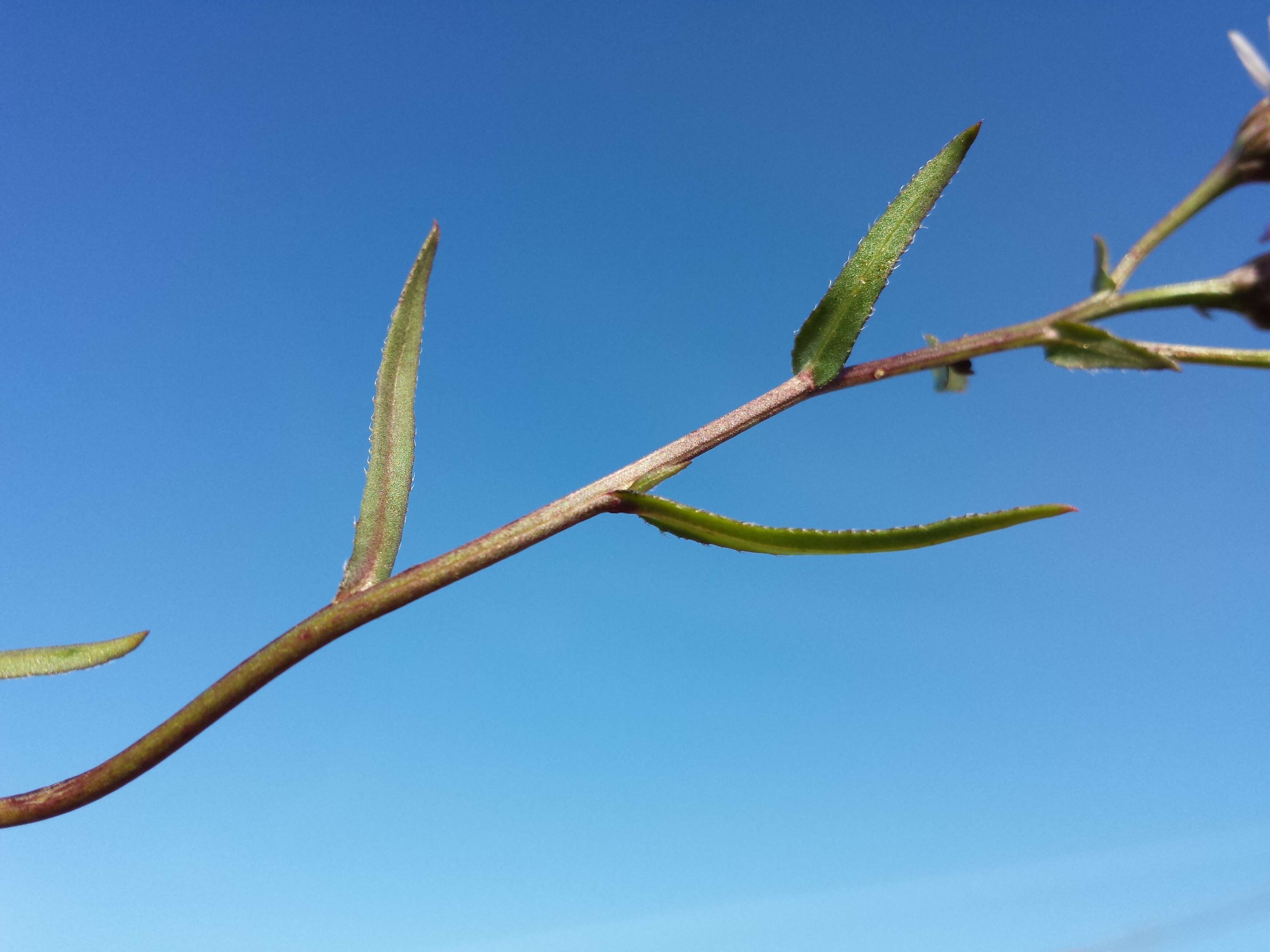 Image of sea aster