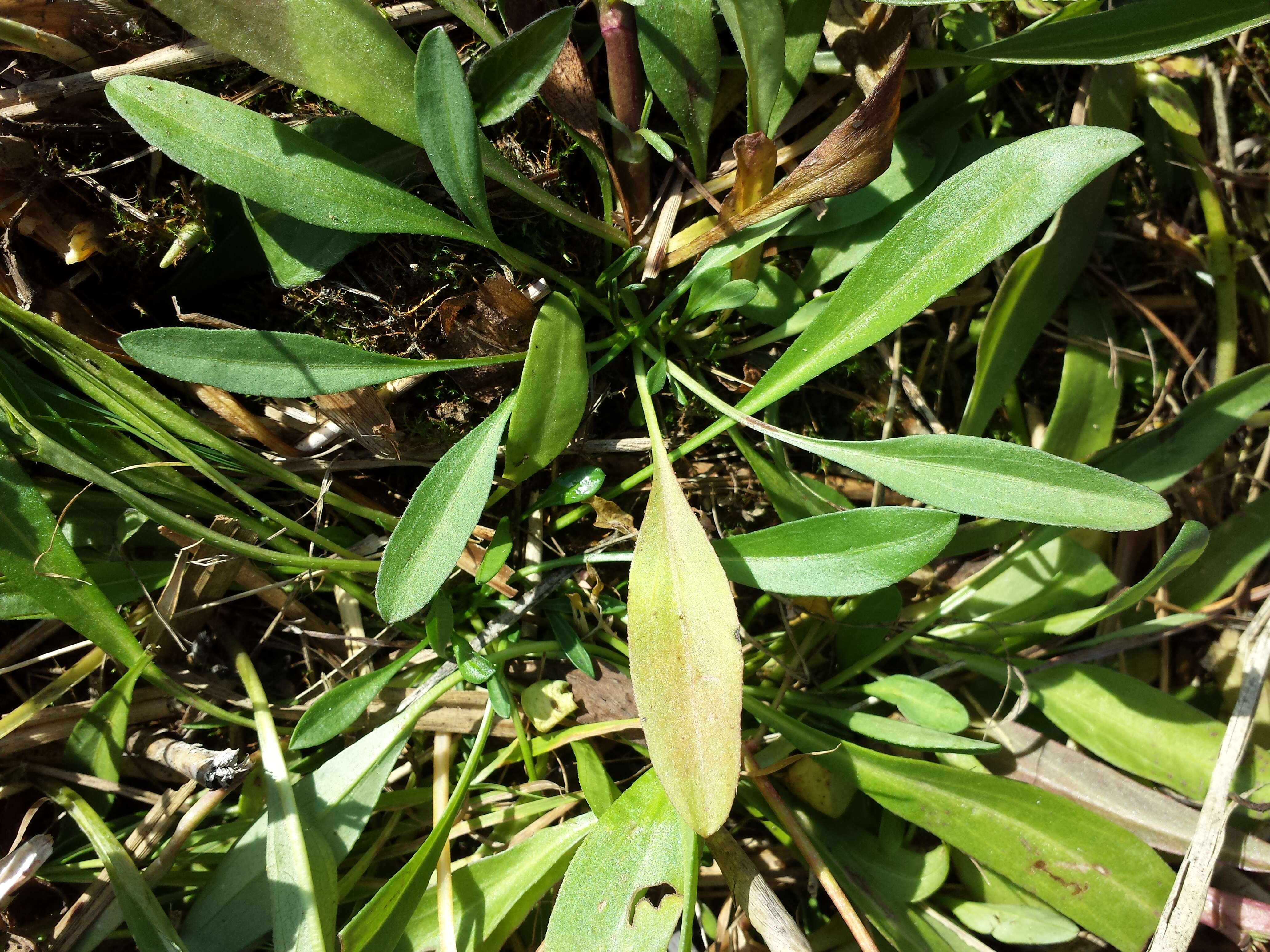 Image of sea aster